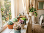 Divine Roots Succulent Plant Pack, Low-Maintenance, Air-Purifying Indoor Plants, 2-8 Pack Options, Eco White, 6 Pack