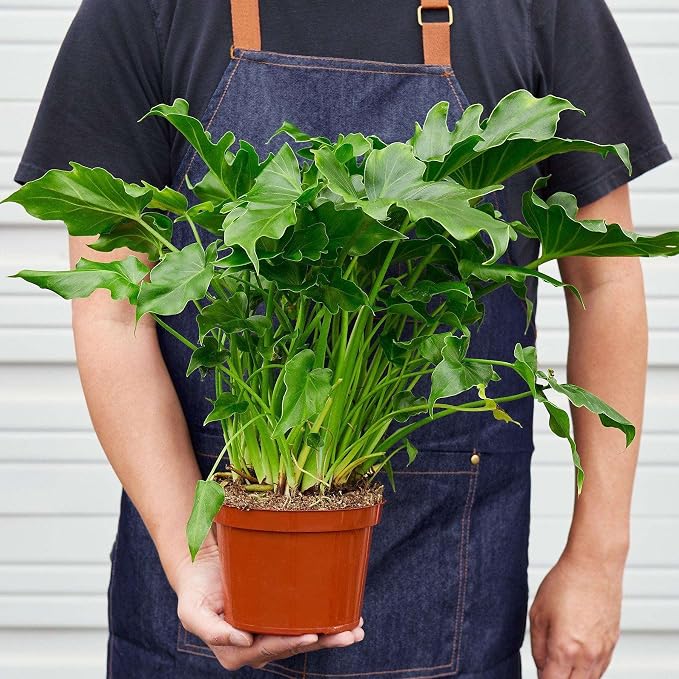 Philodendron Little Hope Live Plant for Indoor | Different Houseplants in 4'' & 6'' Pot | Real House Plant for Living Room, Office, Desk & Bathroom | selloum