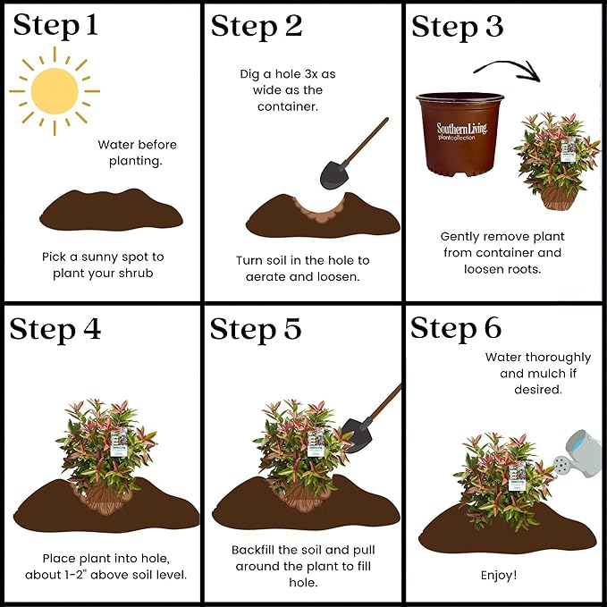 Southern Living 2 Gal. Copper Top Viburnum Shrub