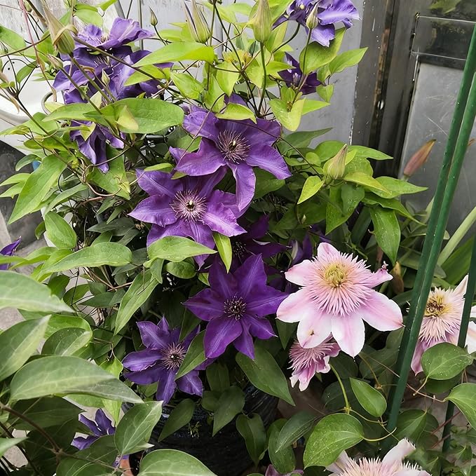 Clematis Flower Seeds, 50 Mixed Clematis Seed, Bloom Climbing, Perennial Flower Plants, Non-GMO Heirloom Flower Seeds for Garden Home