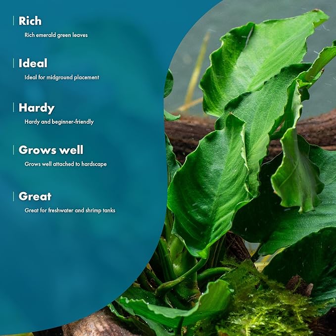 SubstrateSource Live Jungle Plants - Anubias Emerald Bloom (Anubias barteri) - Compact Epiphytic Rhizome Plant for Midground Freshwater Aquascapes, Emerald Green Accent - Pot