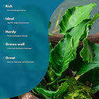 SubstrateSource Live Jungle Plants - Anubias Emerald Bloom (Anubias barteri) - Compact Epiphytic Rhizome Plant for Midground Freshwater Aquascapes, Emerald Green Accent - Pot