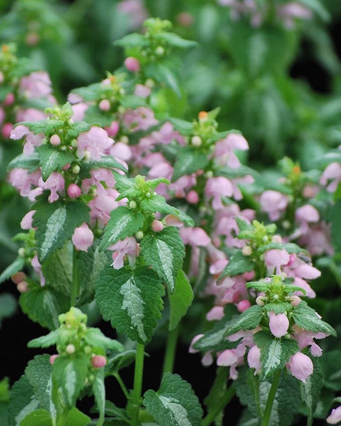 Perennial Farm Marketplace Lamium maculatum ‘Shell Pink’ (Dead Nettle) Live Perennial, Size-#1 Container, Soft Pink Spring Flowers with Variegated Foliage