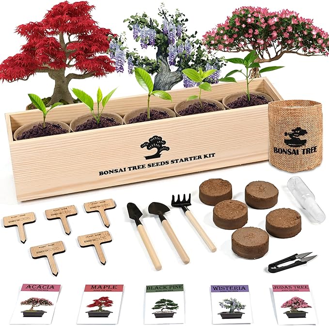 Indoor Bonsai Garden Starter Kit, 5 Seeds Growing into Red Maple, Wisteria, Black Pine, Judas Tree, Acacia, Including Complete Gardening Planters & A Planter Box for Women