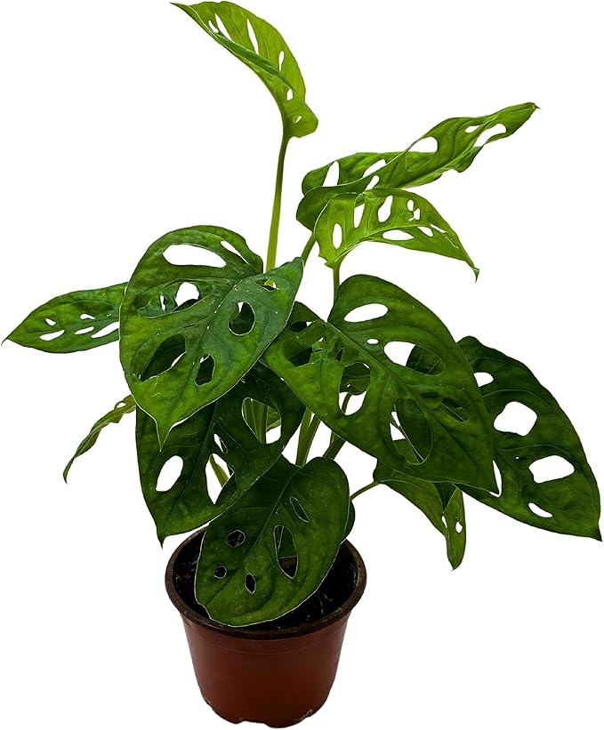 BubbleBlooms Monstera Adansonii Swiss Cheese Plant, Live in a 4 inch Pot by BubbleBlooms