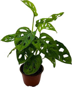 BubbleBlooms Monstera Adansonii Swiss Cheese Plant, Live in a 4 inch Pot by BubbleBlooms