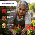 KVITER 2000 Red Cardinal Flower Seeds (Lobelia cardinalis) – Lobelia Garden Seeds for Planting, Cardinal Perennial Flower Seed Packets – Native Wildflower Plant for Outdoor Garden, Containers