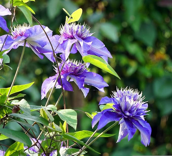 Clematis Flower Seeds, 50 Mixed Clematis Seed, Bloom Climbing, Perennial Flower Plants, Non-GMO Heirloom Flower Seeds for Garden Home