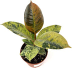 Ficus Shivereana Moonshine Live Potted House Plant, Air Purifying, Green, Orange, Yellow Color, 4 Inch Pot, Indoor
