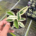 Hoya Krinkle 8 Albo Marginata Live Plant | Hoya Cuttings Starter Plants | Succulent House Plants | Rare Tropical Houseplants Plant Gifts (Heat Pack Included)