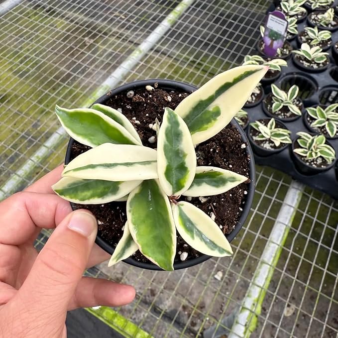 Hoya Krinkle 8 Albo Marginata Live Plant | Hoya Cuttings Starter Plants | Succulent House Plants | Rare Tropical Houseplants Plant Gifts (Heat Pack Included)