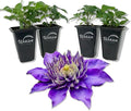 Clematis Multi Blue - 4 Live Starter Plants in 2 Inch Growers Pots - Starter Plants Ready for The Garden - Rare Clematis for Collectors