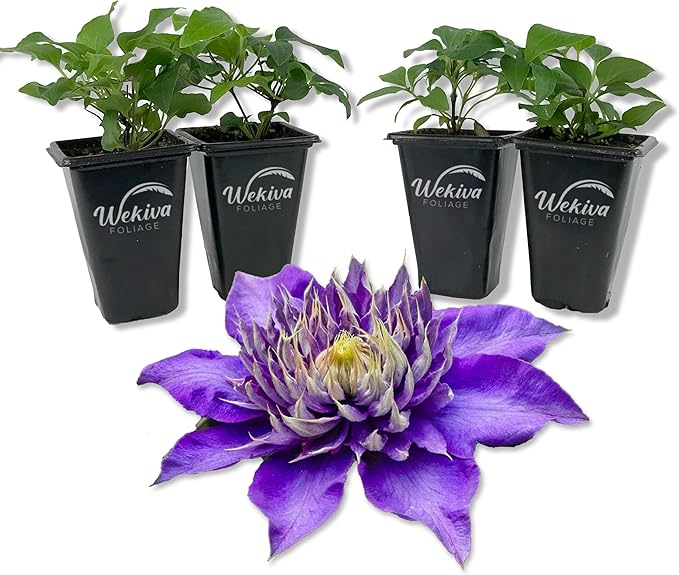 Clematis Multi Blue - 4 Live Starter Plants in 2 Inch Growers Pots - Starter Plants Ready for The Garden - Rare Clematis for Collectors