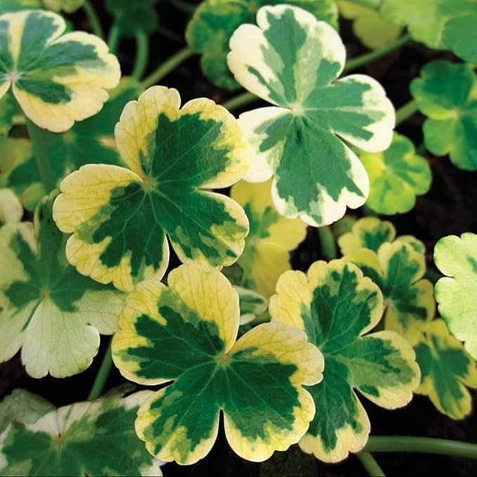 Pennywort 'Crystal Ball', a Great Live Pond Plant for Your Water Garden. Filters koi and Goldfish Ponds. Good for Bogs, Plant Shelf or Shallow Water This marginal Aquatic is a Real Beauty