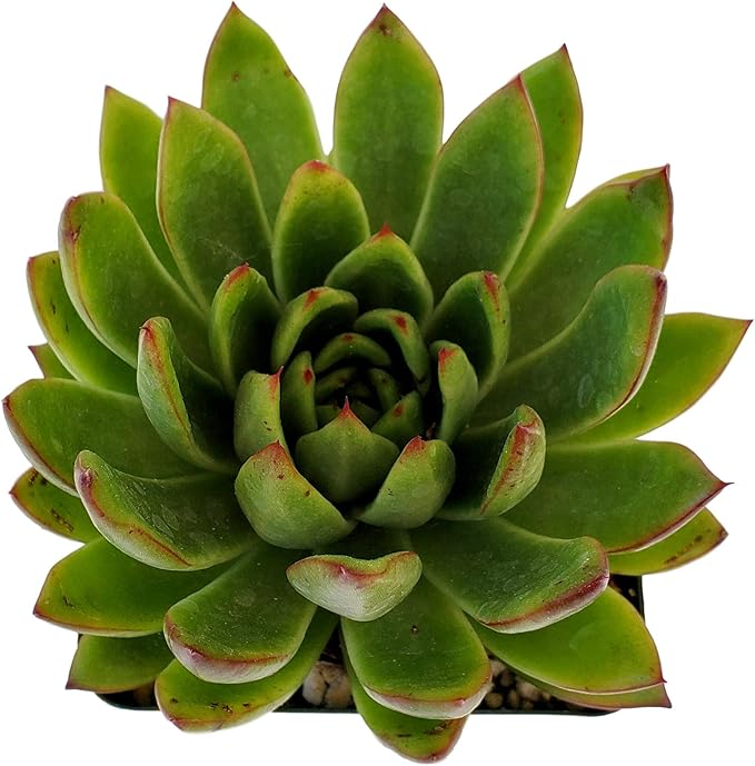 Fat Plants San Diego Live Echeveria Hybrid Succulent Plant (2.5 inch, agavoides)