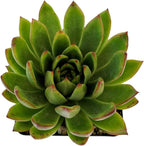 Echeveria Agavoides - Striking Lipstick Succulent with Red Edges - Drought-Tolerant and Low Maintenance Indoor/Outdoor Plant