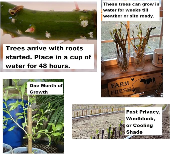 5 Willow Trees- Ready to Plant - 2 Weeping Willow Trees + 2 Austree Hybrid Willow Trees + 1 Corkscrew Willow Tree - Indoor Outdoor Live Trees - Bonsai Starts
