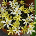 Chalily Melted Butter Rain Lily, a Great Live Pond Plant for Your Water Garden. Filters koi and Goldfish Ponds. Good for Bogs, Plant Shelf or Shallow Water This marginal Aquatic is a Real Beauty