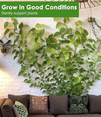 50PCS Plant Wall Clips: Vine Climbing Self-Adhesive Invisible Fixing Hook for Wall & Garden Decoration
