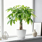 Sprout N Green 8-10" Money Tree with 5 Lucky Braid, Live Plant with White Stripe Pot, Decoration for Indoor Home Office Tabletop Windowsill Side Table, Housewarming Christmas Gift