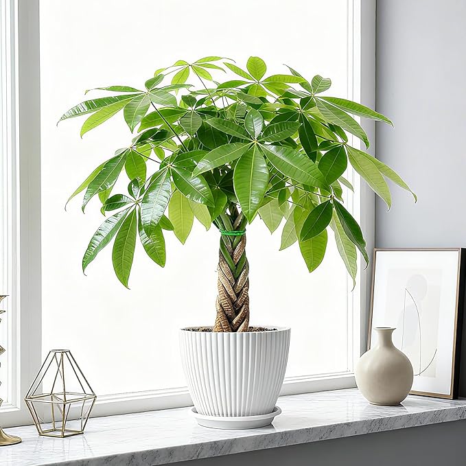 Sprout N Green 8-10" Money Tree with 5 Lucky Braid, Live Plant with White Stripe Pot, Decoration for Indoor Home Office Tabletop Windowsill Side Table, Housewarming Christmas Gift
