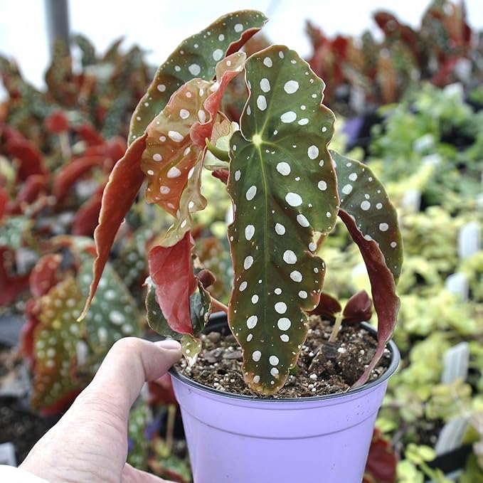 Begonia maculata 'Wightii', Polka Dot Begonia Plant Live, Clown Begonia, Trout Begonia, Spotted Begonia, houseplant, Spotted Angel Wing Foliage Rare, ContainerSize: 3.5"