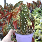 Begonia maculata 'Wightii', Polka Dot Begonia Plant Live, Clown Begonia, Trout Begonia, Spotted Begonia, houseplant, Spotted Angel Wing Foliage Rare, ContainerSize: 3.5"