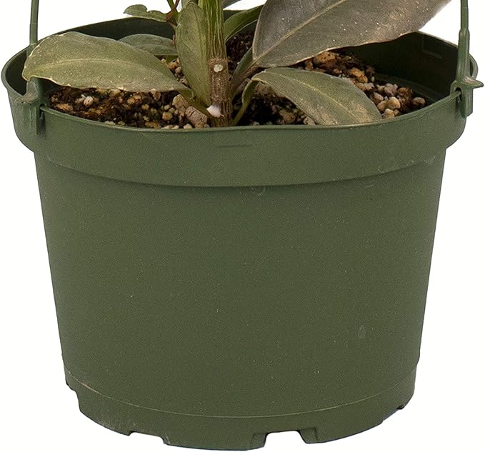 Shop Succulents | Standing Collection | Hand Selected, Air Purifying Live Elastica Tree Indoor House Plant, Rubber Plant Ficus Tinek