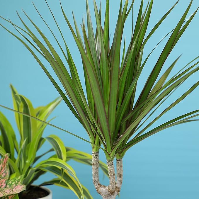 Live Dracaena Marginata, Easy House Plant Decor in 6" White Pot, Dragon Tree, Real Office Plants, Decorative Gifts by Plants for Pets