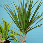 Live Dracaena Marginata, Easy House Plant Decor in 6" White Pot, Dragon Tree, Real Office Plants, Decorative Gifts by Plants for Pets