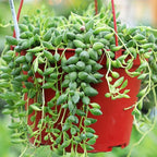Mountain Crest Gardens Trailing & Strings Succulent Pack - 6 Live Plants in 2 Inch Pots - Real Succulents for Hanging Planters, Home Decor, and DIY Arrangements