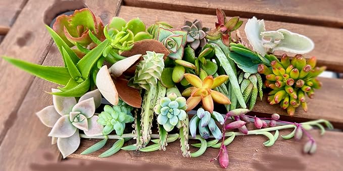 25 Assorted Live Succulent Cuttings, No 2 Succulents Alike, Great for Terrariums, Mini Gardens, and as Starter Plants. Live Succulents Plants for DIY Projects and Home Decor (25, Small)