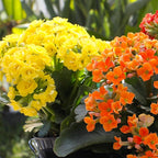 Florist Kalanchoe Live Succulent Plants (3 Pack), Flowering Flaming Katy Succulents, Easy Plant Care, Approx. 7 in. Tall, Drought-Tolerant Indoor Houseplants in 3.5 in Pots