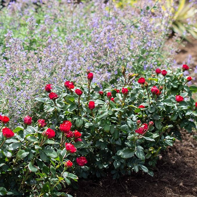 Perfect Plants Petite Knock Out® Rose Bush 1 Gallon. | Fresh Roses | Red Flowering Shrub