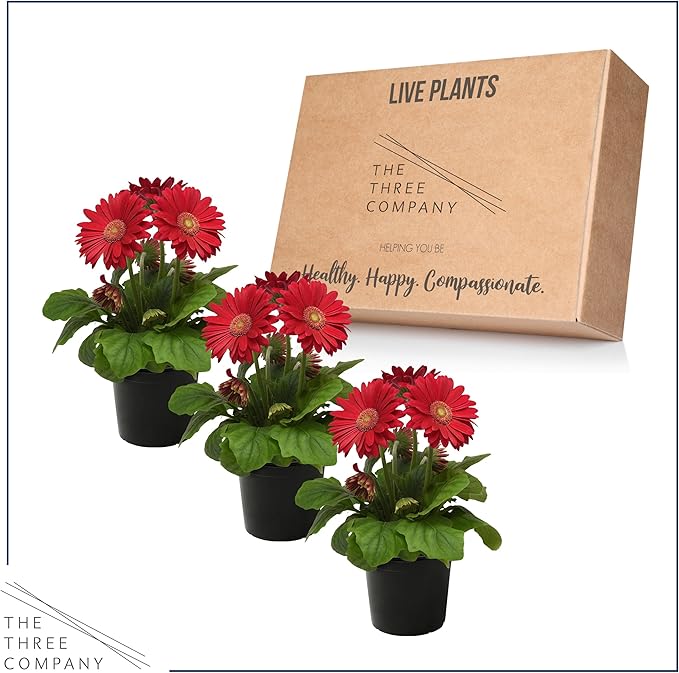 Live Flowering Gerbera Daisies - Shades of Pink (3 Plants Per Pack) - Beautiful Spring Flowers - 12" Tall by 5" Wide in 1 Qt Pot