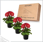 Live Flowering Gerbera Daisies - Shades of Pink (3 Plants Per Pack) - Beautiful Spring Flowers - 12" Tall by 5" Wide in 1 Qt Pot