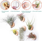 MITIME Air Plants Holders-Real Wood Live Air Plant Holders.Rustic Air Plant Stand,Wall-mounted to save space.(Plants not included)(Orbicular Set of 6)