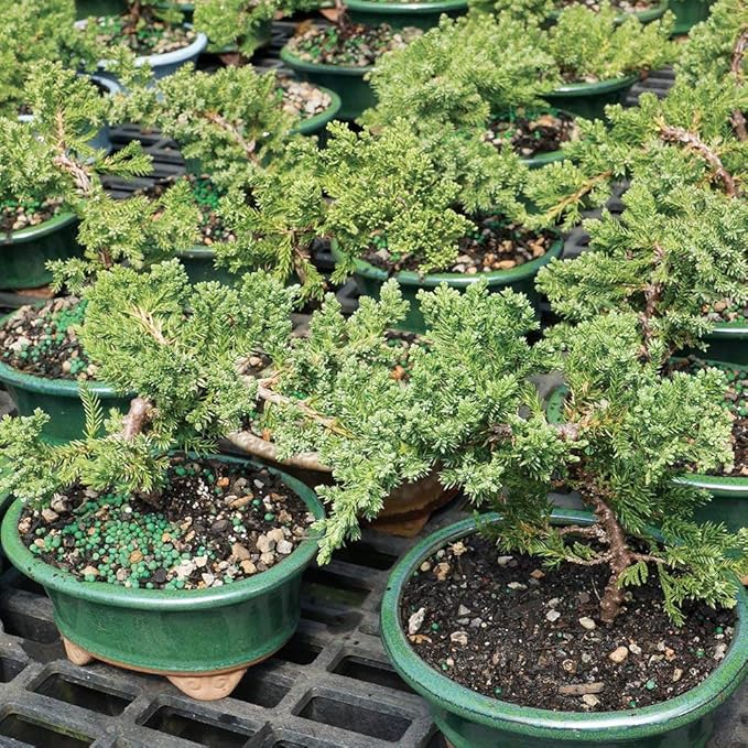 Brussel's Bonsai - Live Green Mound Juniper Bonsai Tree, Outdoor Bonsai Tree Live Plant in Decorative Container, 3 Years Old, 4-6 Inches Tall, Easy Care Bonsai for Patio Garden Decor (Small)
