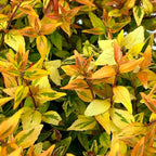 Kaleidoscope Abelia - 3 Gal - Evergreen Shrub - Variegated Foliage - Fragrant White Flowers - Spring to Fall - Zones 6-9 - Abelia x grandiflora ‘Kaleidoscope’ - 3 Gallon Pot