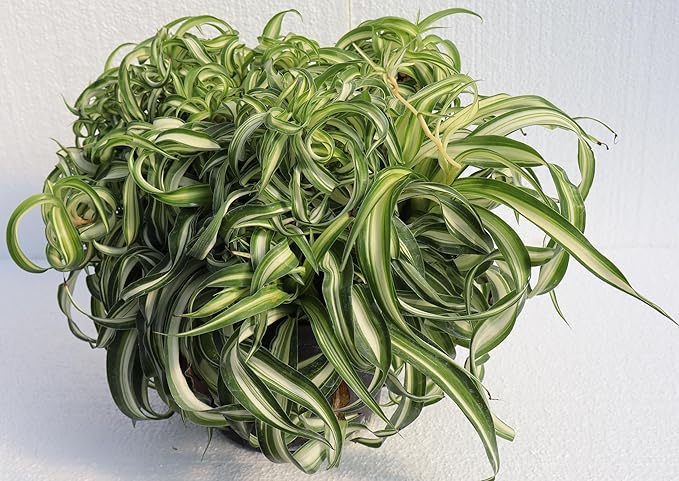 Bonnie Curly Spider Plant - 6'' Pot Fully Grown with Babies in Sunny Kansas