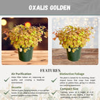 Oxalis Golden Live Plant in 4-Inch Pot - Vibrant Golden-Yellow Foliage, Low Maintenance Houseplant for Indoor/Outdoor Décor and Unique Gift Ideas (Heat Pack Included)