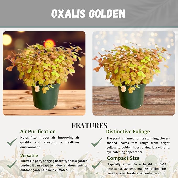 Oxalis Golden Live Plant in 4-Inch Pot - Vibrant Golden-Yellow Foliage, Low Maintenance Houseplant for Indoor/Outdoor Décor and Unique Gift Ideas (Heat Pack Included)