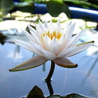 Chalily Water Lily Aquatic Plants Live Lilies Real Small or Big Pond Plant Lilly Ponds Cold Hardy Pads Grow waterlillies Flowering rhizomes Outdoor lilys Waterlily Lillies pre Grown lillys pad White