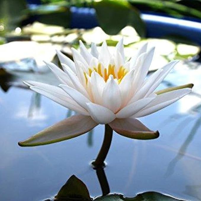 Chalily Water Lily Aquatic Plants Live Lilies Real Small or Big Pond Plant Lilly Ponds Cold Hardy Pads Grow waterlillies Flowering rhizomes Outdoor lilys Waterlily Lillies pre Grown lillys pad White