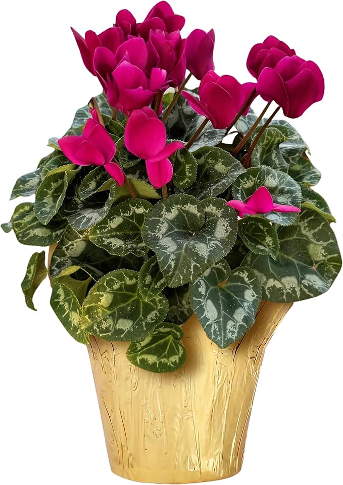 Live Flowering Cyclamen - Purple with White Edges - Long Lasting Indoor Blooms - Beautiful Deco Cover - 12" Tall by 6" Wide in 1 Qt Pot