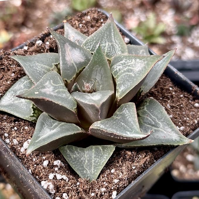 Rare Haworthia Badia Shuten doji - Succulent Plants – Unique Varieties | Live Indoor Plants | Low-Maintenance | Great for Collectors, Home, Office, and Gifts