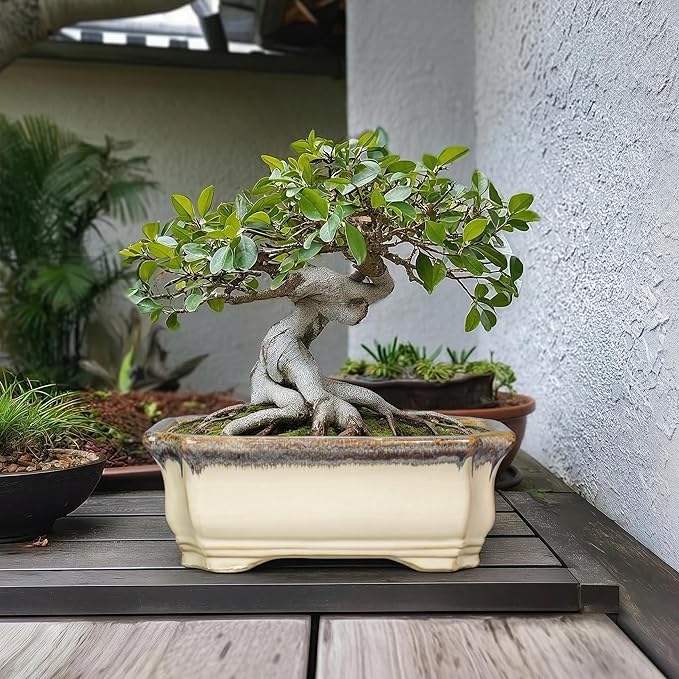 13.7 Inch Bonsai Planter - Ceramic Bonsai Tree Pots for Indoor Outdoor Plants, Succulent Pots with Drainage Hole, Large Plant Pot, Patio Decor, Gifts for Gardeners, Rectangular Beige-Brown