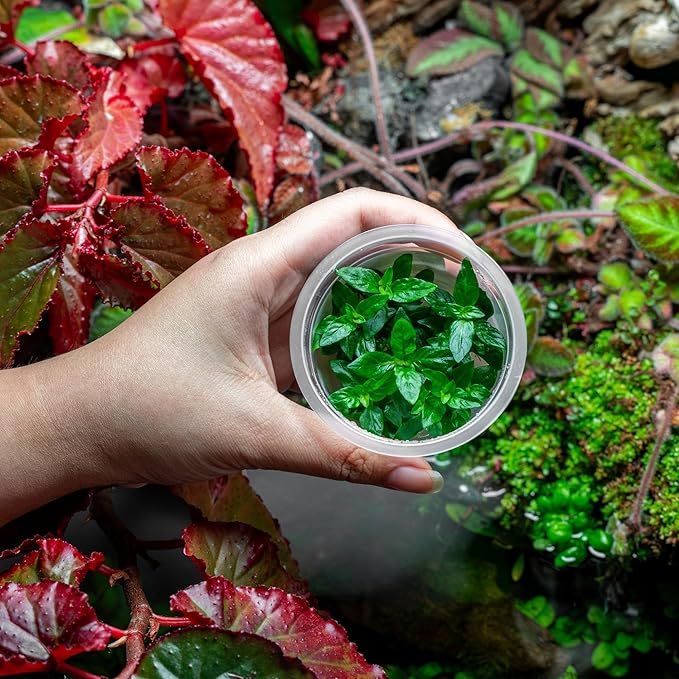 SubstrateSource Live Plant - Staurogyne Repens Tissue Culture Aquatic Live Aquarium Plant - 100% Snail Free in Vitro Cup (Staurogyne Repens)