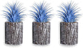 Air Plants - Tillandsia Ionantha - Organically Enhanced Color - Live Arrival Guaranteed - House Plants for Home Decor & Gift (3pk Lilac + White Barrels)