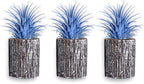 Air Plants - Tillandsia Ionantha - Organically Enhanced Color - Live Arrival Guaranteed - House Plants for Home Decor & Gift (3pk Lilac + White Barrels)